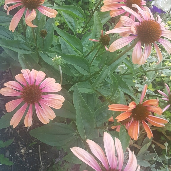 Meet your Posher, Megan - Picture 1 of 1